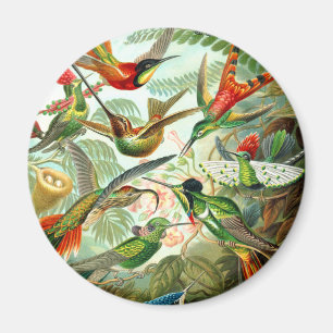 Aimant Colibri