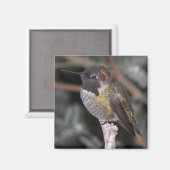 Aimant Colibri. (Recto/Verso)