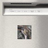 Aimant Colibri. (In Situ (Lave-vaisselle))