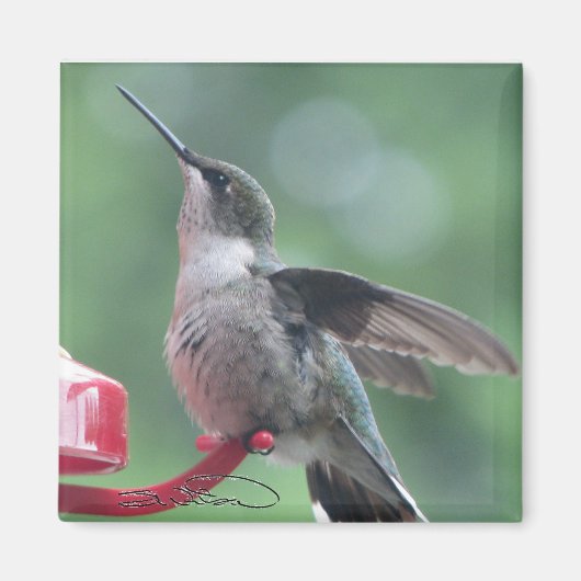 Aimant colibri (Devant)