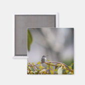 Aimant Colibri 3346 (Recto/Verso)