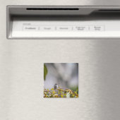Aimant Colibri 3346 (In Situ (Lave-vaisselle))