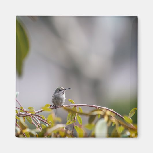 Aimant Colibri 3346 (Devant)