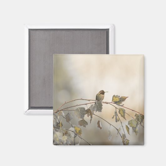 Aimant Colibri 5265 (Recto/Verso)
