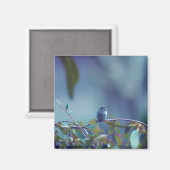 Aimant Colibri 5738 (Recto/Verso)