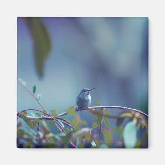 Aimant Colibri 5738 (Devant)