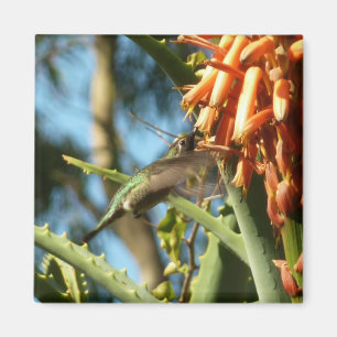 Aimant Colibri à gorge noire en vol