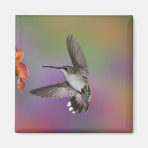 Aimant Colibri à gorge rubis femelle en vol