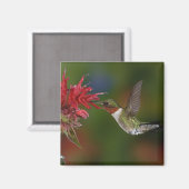 Aimant Colibri à gorge rubis mâle (Recto/Verso)