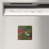 Aimant Colibri à gorge rubis mâle (In Situ (Lave-vaisselle))