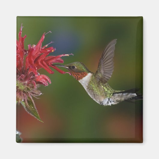 Aimant Colibri à gorge rubis mâle (Devant)