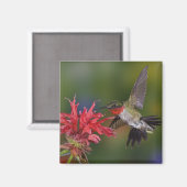 Aimant Colibri à gorge rubis mâle (Recto/Verso)