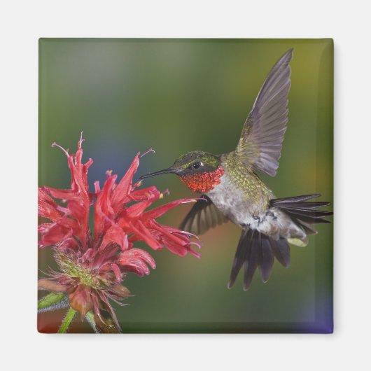 Aimant Colibri à gorge rubis mâle (Devant)