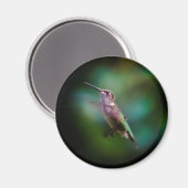 Aimant Colibri à gorge rubis - Photo originale (Recto/Verso)