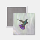 Aimant Colibri à poitrine verte Anthracocorax (Recto/Verso)