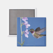 Aimant Colibri à queue large, Selasphorus (Recto/Verso)
