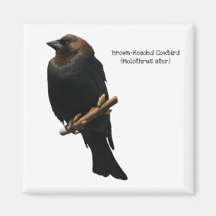 Aimant Colibri à tête Brown