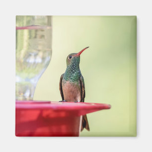 Aimant Colibri à ventre cassé au Texas