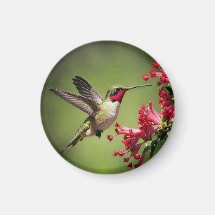 Aimant Colibri coloré