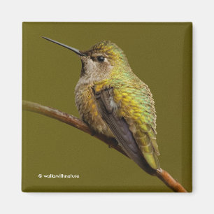Aimant Colibri d'Anna sur une Trumpetvine écarlate