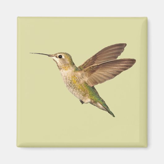 Aimant Colibri dans l'aimant de vol (Devant)
