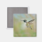 Aimant Colibri dans l'aimant de vol (Recto/Verso)