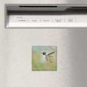 Aimant Colibri dans l'aimant de vol (In Situ (Lave-vaisselle))