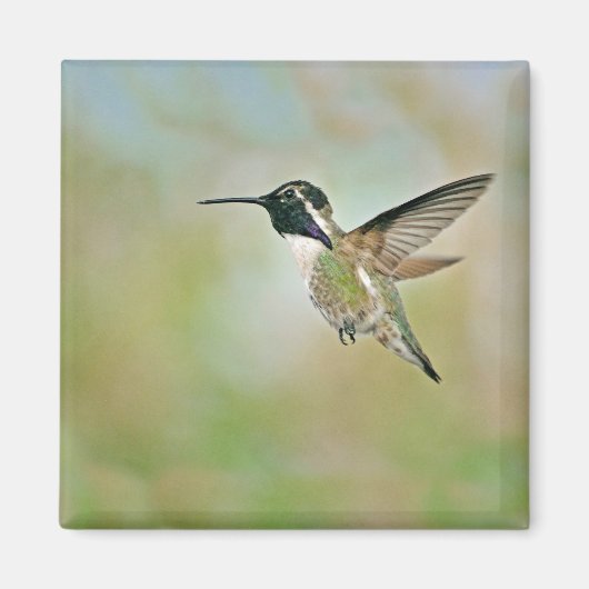 Aimant Colibri dans l'aimant de vol (Devant)