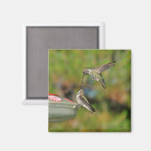 Aimant Colibri dans l'aimant de vol (Recto/Verso)