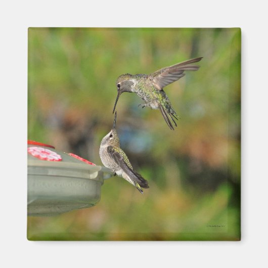 Aimant Colibri dans l'aimant de vol (Devant)