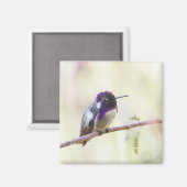 Aimant Colibri de Costa perché sur une branche (Recto/Verso)