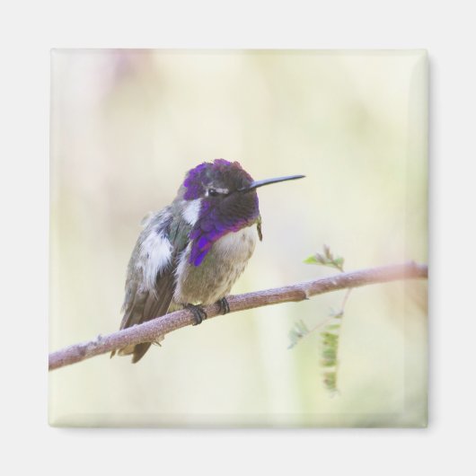 Aimant Colibri de Costa perché sur une branche (Devant)