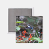 Aimant Colibri en vol et fleurs rouges (Recto/Verso)