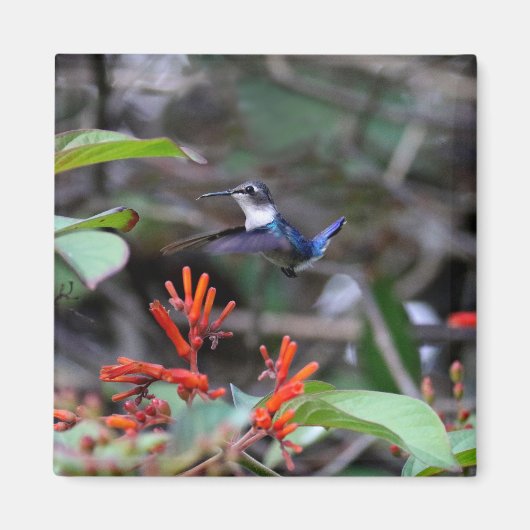 Aimant Colibri en vol et fleurs rouges (Devant)