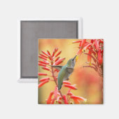Aimant Colibri entouré de yucca rouge (Recto/Verso)