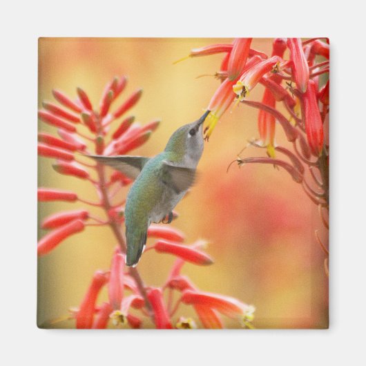 Aimant Colibri entouré de yucca rouge (Devant)