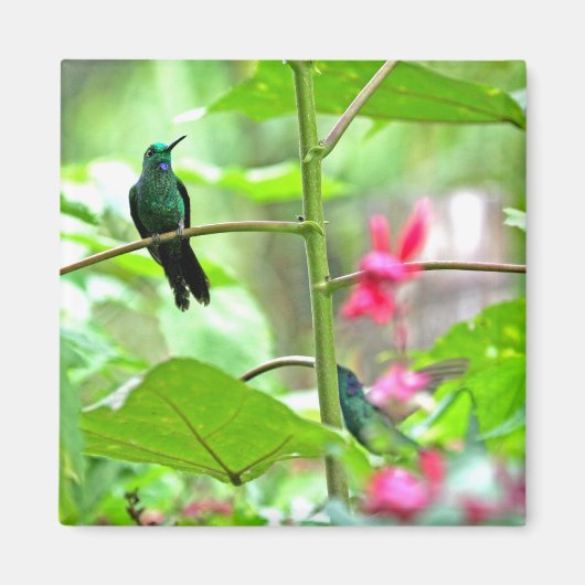 Aimant Colibri et fleurs tropicales (Devant)