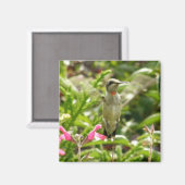 Aimant Colibri et Maraschino (Recto/Verso)