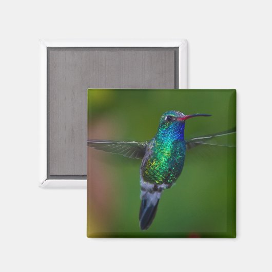 Aimant Colibri flottant (Recto/Verso)