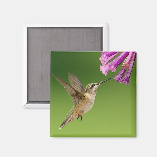 Aimant Colibri Flottant Aux Fleurs Violettes (Recto/Verso)