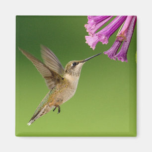 Aimant Colibri Flottant Aux Fleurs Violettes