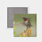 Aimant Colibri génial (Recto/Verso)