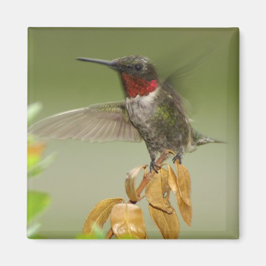 Aimant Colibri génial (Devant)