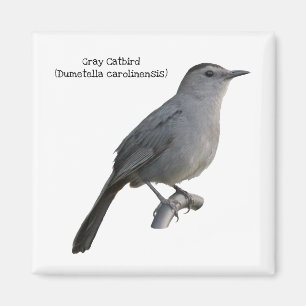 Aimant Colibri gris