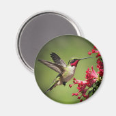 Aimant Colibri Magnifique (Recto/Verso)