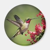 Aimant Colibri Magnifique (Devant)