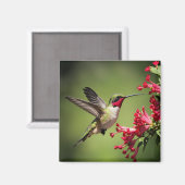 Aimant Colibri Magnifique (Recto/Verso)