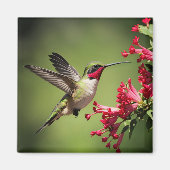 Aimant Colibri Magnifique (Devant)