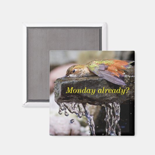 Aimant Colibri posé dans l'eau 2 (Recto/Verso)