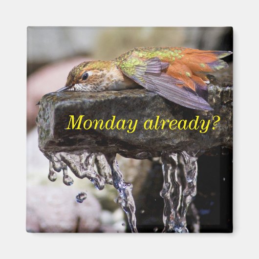 Aimant Colibri posé dans l'eau 2 (Devant)